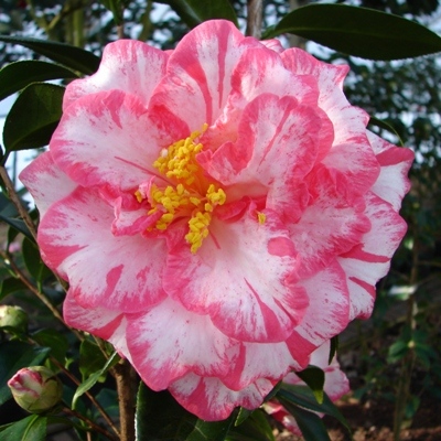 Raspberry Ripple Picotee
